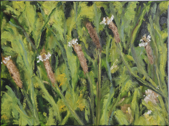 Smalle_weegbree-5--30x40.gif